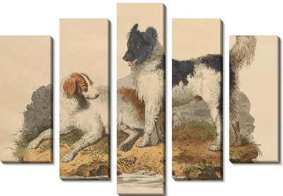 Собака Ньюфаундленд (1800 г.)