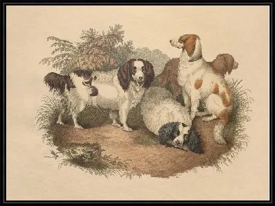 Спаниель (1800)