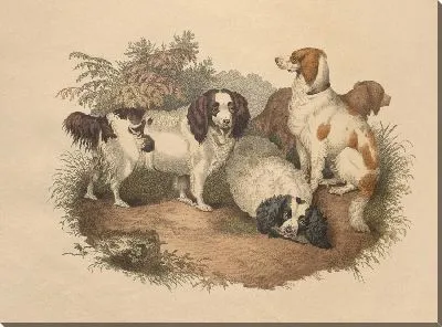 Спаниель (1800)