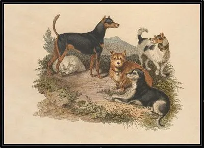 Картина Терьер (1800)