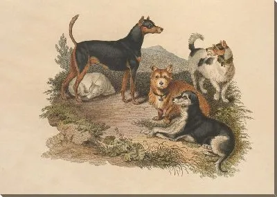 Картина Терьер (1800)