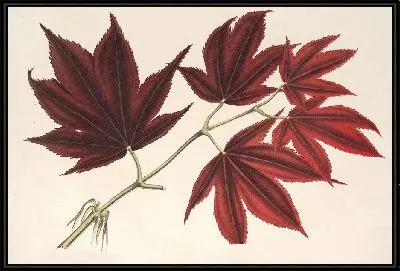 Клен (полиморф) palmatum sanguineum (1854-1896)