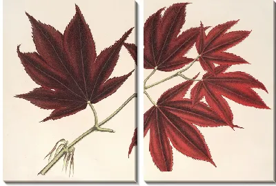 Клен (полиморф) palmatum sanguineum (1854-1896)