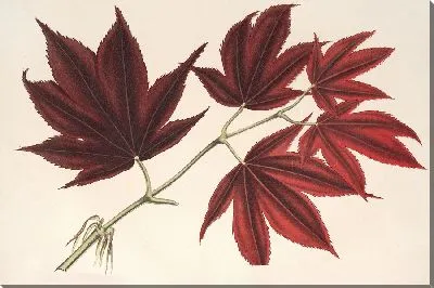 Клен (полиморф) palmatum sanguineum (1854-1896)