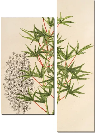 Картина Острый пальчатый завиток