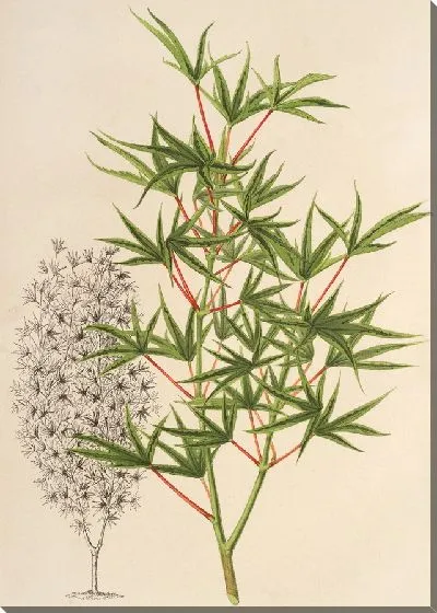 Картина Острый пальчатый завиток