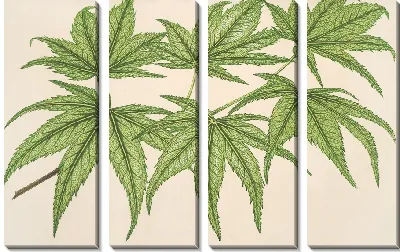 Картина Клен сетчатый пальчатый