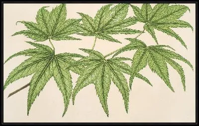 Клен сетчатый пальчатый