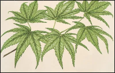 картина