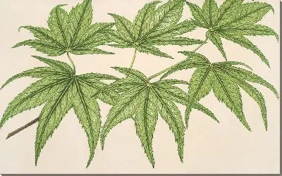 Клен сетчатый пальчатый