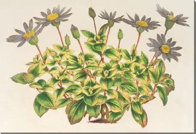 Картина Небесная Агафея