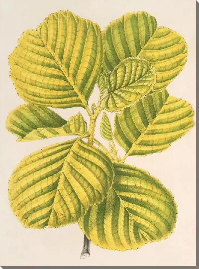 Картина Ольха клейкая