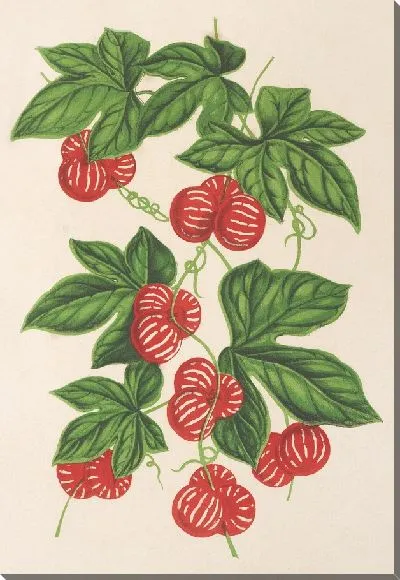 Картина Брионопсис лакиниатовый