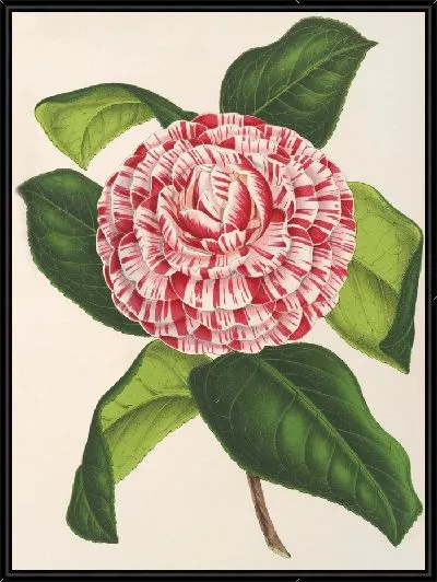 Картина Камелия трехцветная imbricata plena (1854-1896)