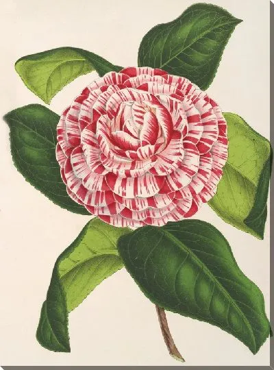 Картина Камелия трехцветная imbricata plena (1854-1896)
