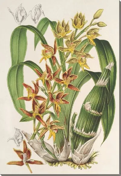 Картина Катасетум тримерохилум (1854-1896)