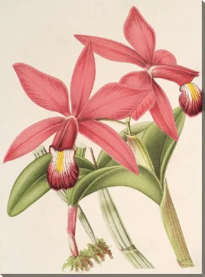 Картина Каттлея суперба