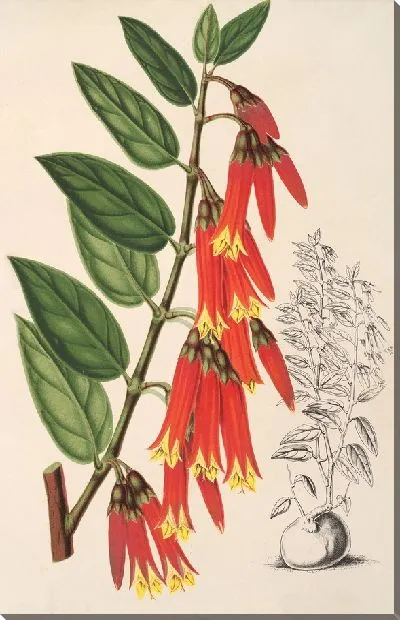 Картина Видовая цератостема (1854-1896)