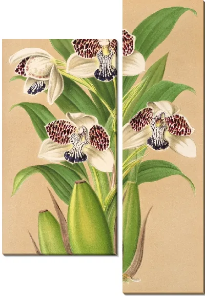 Картина Молодой колакс (1854-1896)