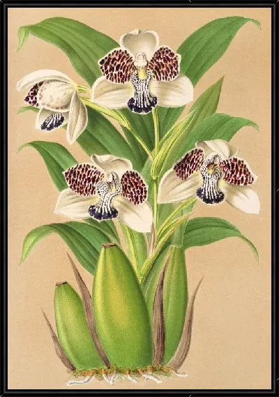 Картина Молодой колакс (1854-1896)