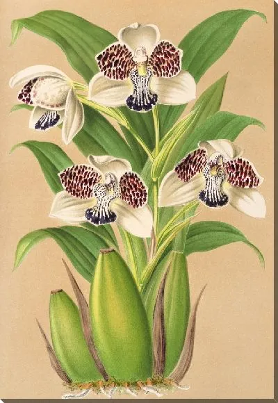 Картина Молодой колакс (1854-1896)