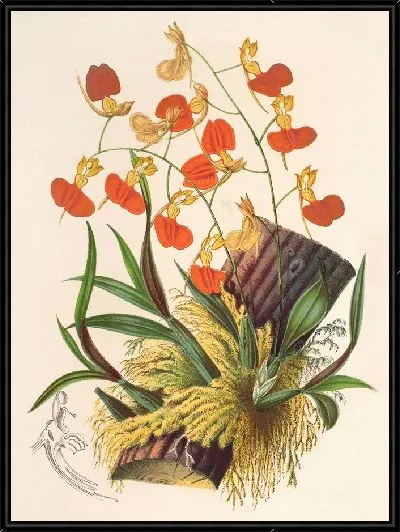 Картина Компаретия кокцинея (1854-1896)