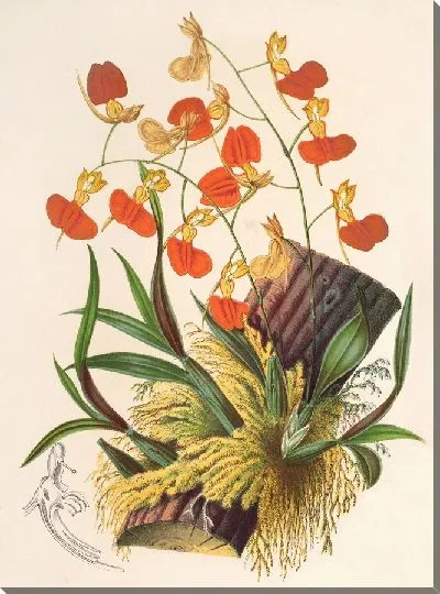 Картина Компаретия кокцинея (1854-1896)