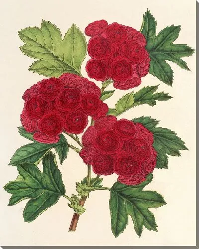 Картина Кратегус оксиакантовый