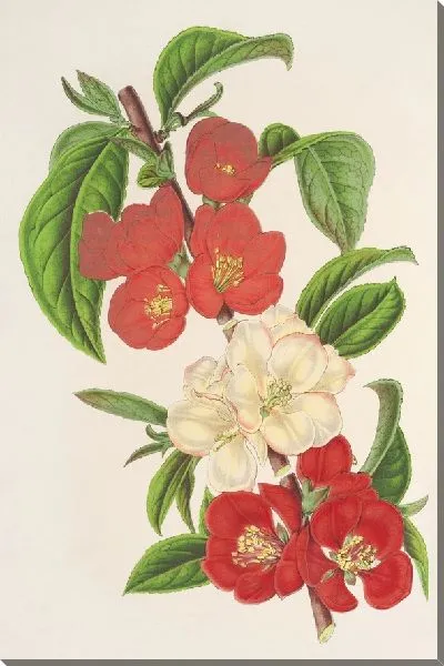 Картина Сидония японская