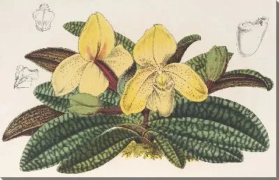 Картина Циприпедиум разноцветный (1854-1896)