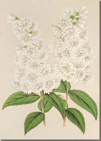 Картина Дейция крепатая