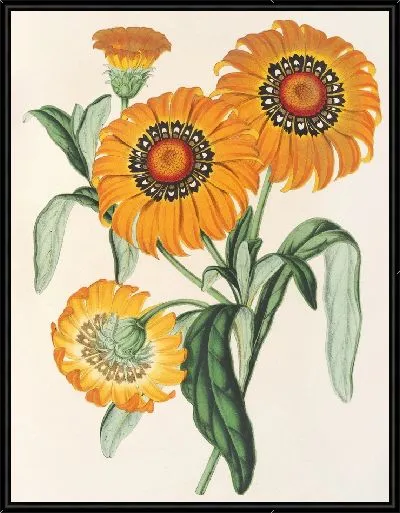 Картина Газания блестящая (1854-1896)