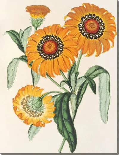 Картина Газания блестящая (1854-1896)