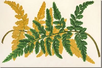 Картина Гимнограмма Лохана