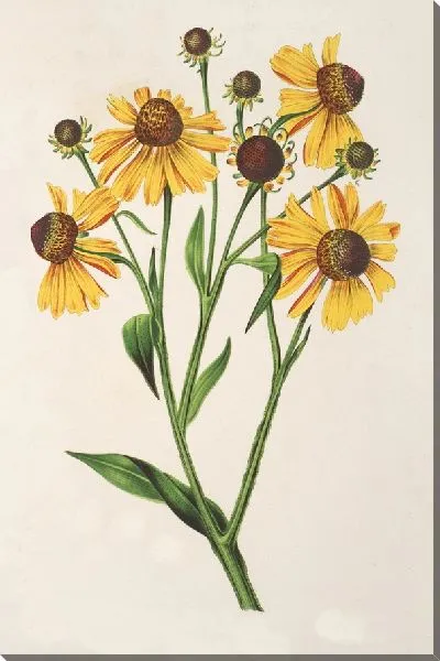 Картина Гелений атропурпурум