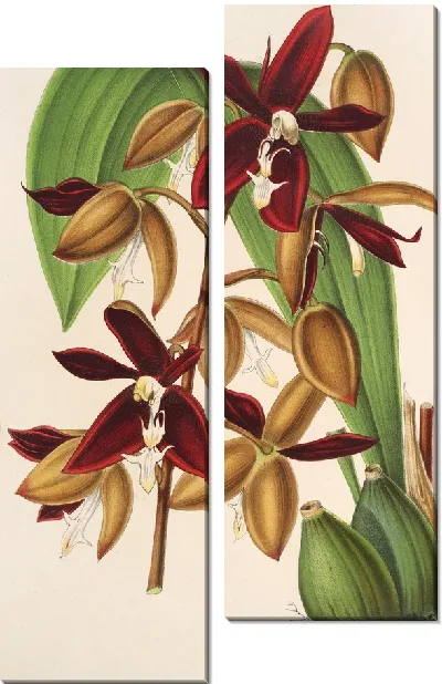 Картина Гуллетия одоратиссима антиохий (1854-1896)
