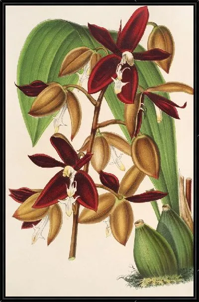 Картина Гуллетия одоратиссима антиохий (1854-1896)