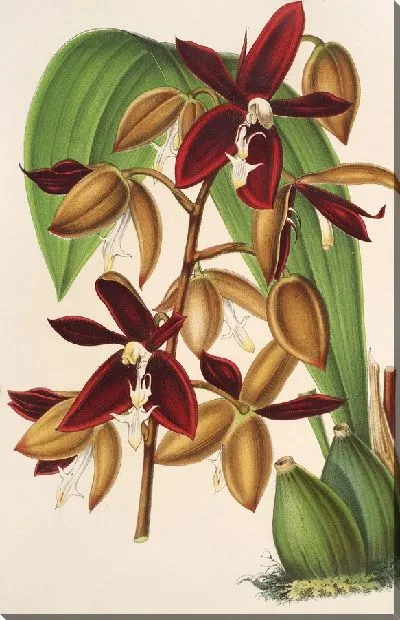 Картина Гуллетия одоратиссима антиохий (1854-1896)