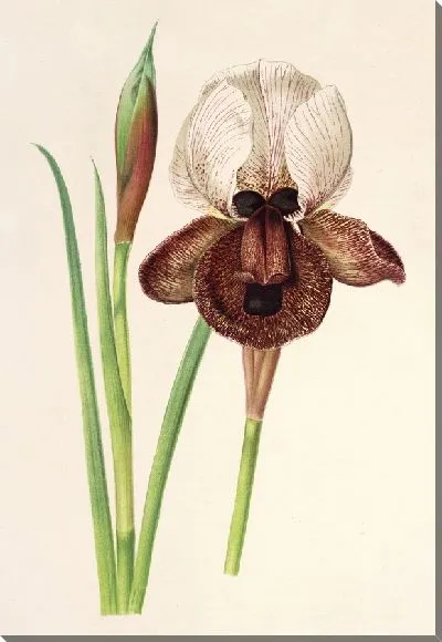 Картина Ирис иберий (1854-1896)