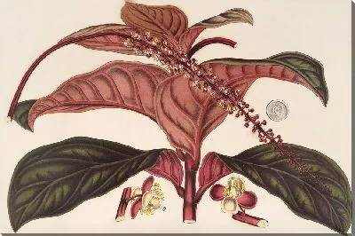 Картина Леденбергия розовая (1854-1896)