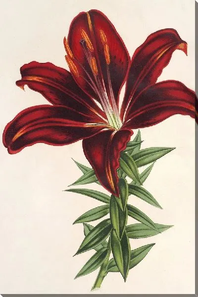 Картина Гематохроная лилия