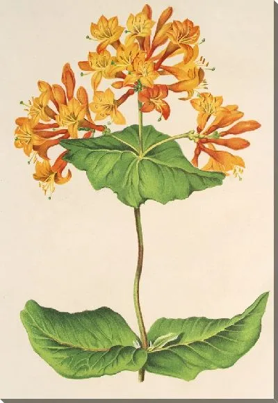 Картина Лоницер