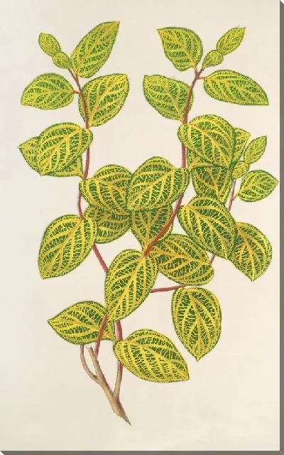 Картина Жимолость коротконогая