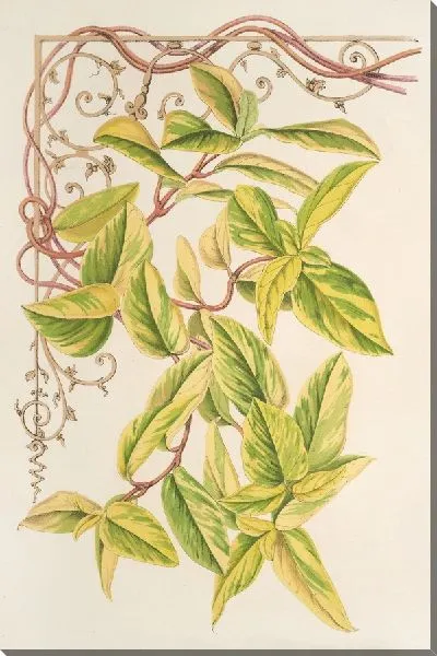 Картина Жимолость перикменум золотой