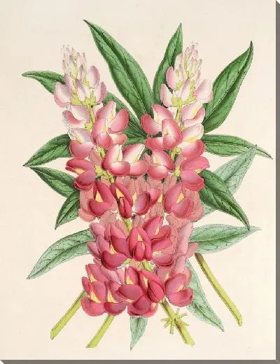 Картина Люпен Великий (гибрид) (1854-1896)