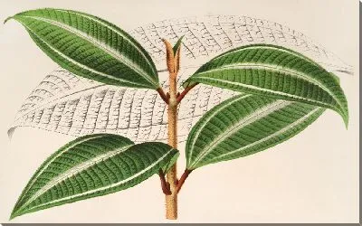 Картина Порошкообразный миконий, v. трехфасциата (1854-1896)