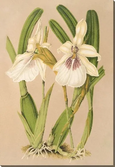 Картина Милтония впечатляет