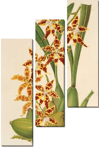 Картина Одонтоглоссум одоратум - 2