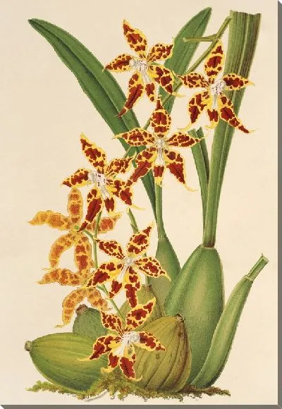 Картина Одонтоглоссум одоратум - 2