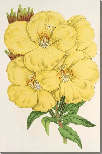 Картина Энотера Ламарскиана